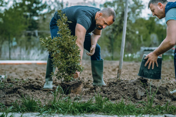 Best Tree Disease Treatment  in Lakeland North, WA